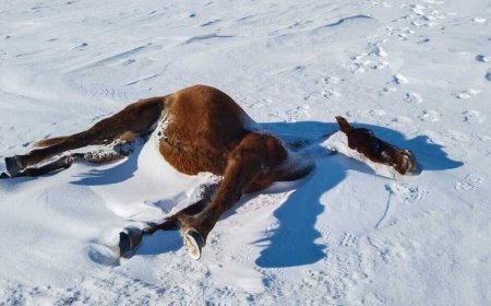 Қаражалдың өзінде 566 жылқының өлексесі жиналды - депутат