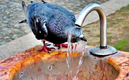 +46 °C. Синоптиктер аптап ыстық келе жатқанын айтып, дабыл қақты