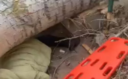 Павлодарда қатты дауылдан ағаш құлап, бір адам көз жұмды (ВИДЕО)