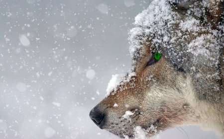 Елімізде қасқыр атуға рұқсат берілді