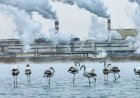 Фламинго прилетели на озеро рядом с промзоной в Актау