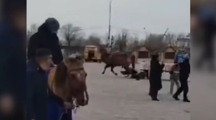 Балқаштағы мерекелік алаңда түйе адамды таптап өлтіре жаздады (ВИДЕО)