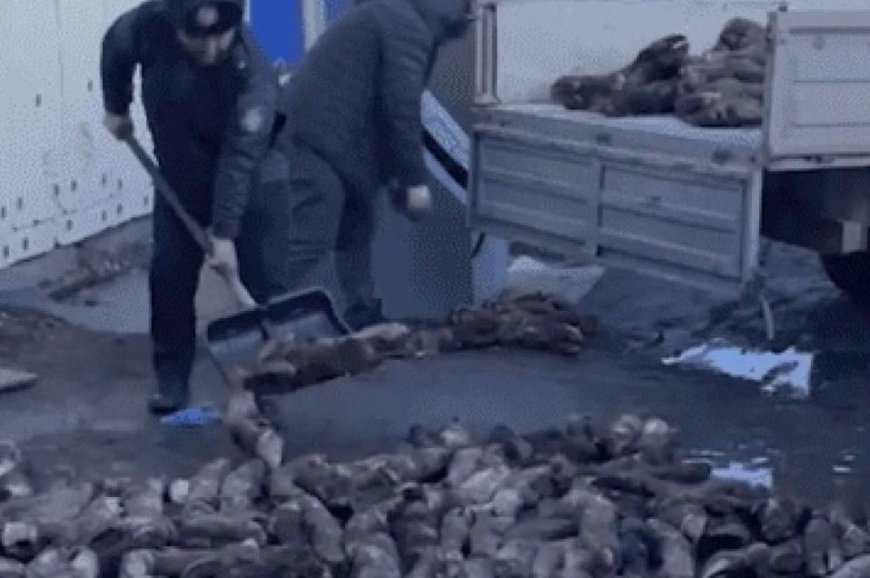 Астаналық кәсіпкер заңсыз цех ашып, тартылған етке тұяқ қосқан