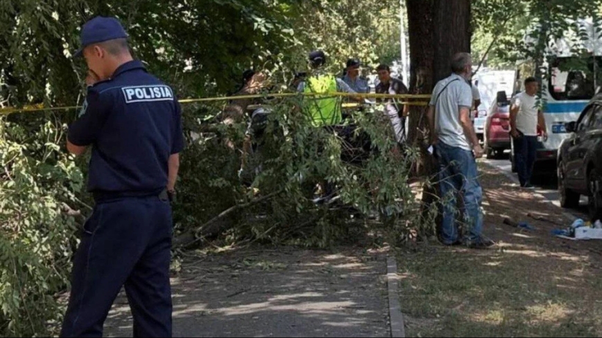 Алматыда бойжеткеннің өлімінен кейін ағаштардың бұтақтары кесіліп жатыр