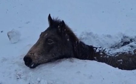 Атырау облысында көктайғақтан жылқылар қырылды